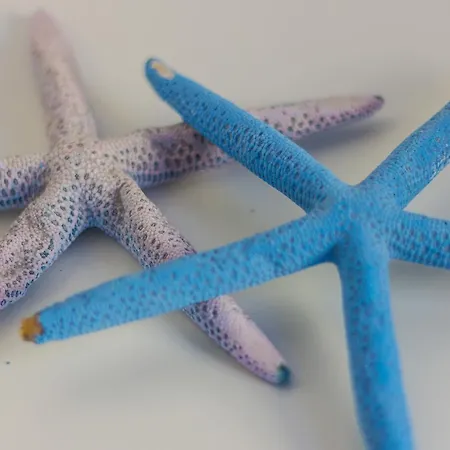 Le Conchiglie מארטימו